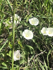 Calystegia subacaulis