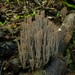 Artomyces turgidus - Photo (c) Steve Reekie, some rights reserved (CC BY-NC), uploaded by Steve Reekie