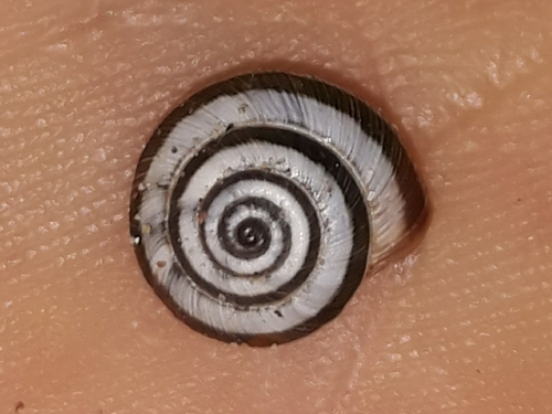 Maritime Garden Snail, Italie, photo 10 of 10