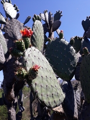 Opuntia hyptiacantha