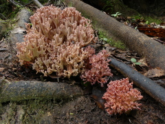 Ramaria rubripermanens