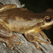 Screaming Tree Frog - Photo (c) Nick Volpe, some rights reserved (CC BY-NC), uploaded by Nick Volpe