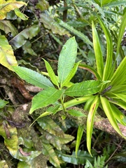 New Zealand jasmine (Ascarina diffusa)