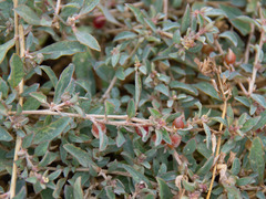 Atriplex semibaccata