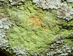 Psilolechia lucida