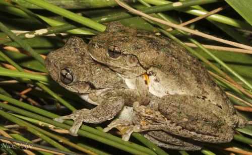 Peron's Tree Frog