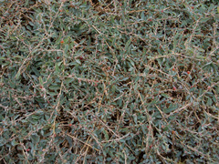 Atriplex semibaccata