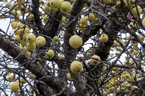 Malus sylvestris