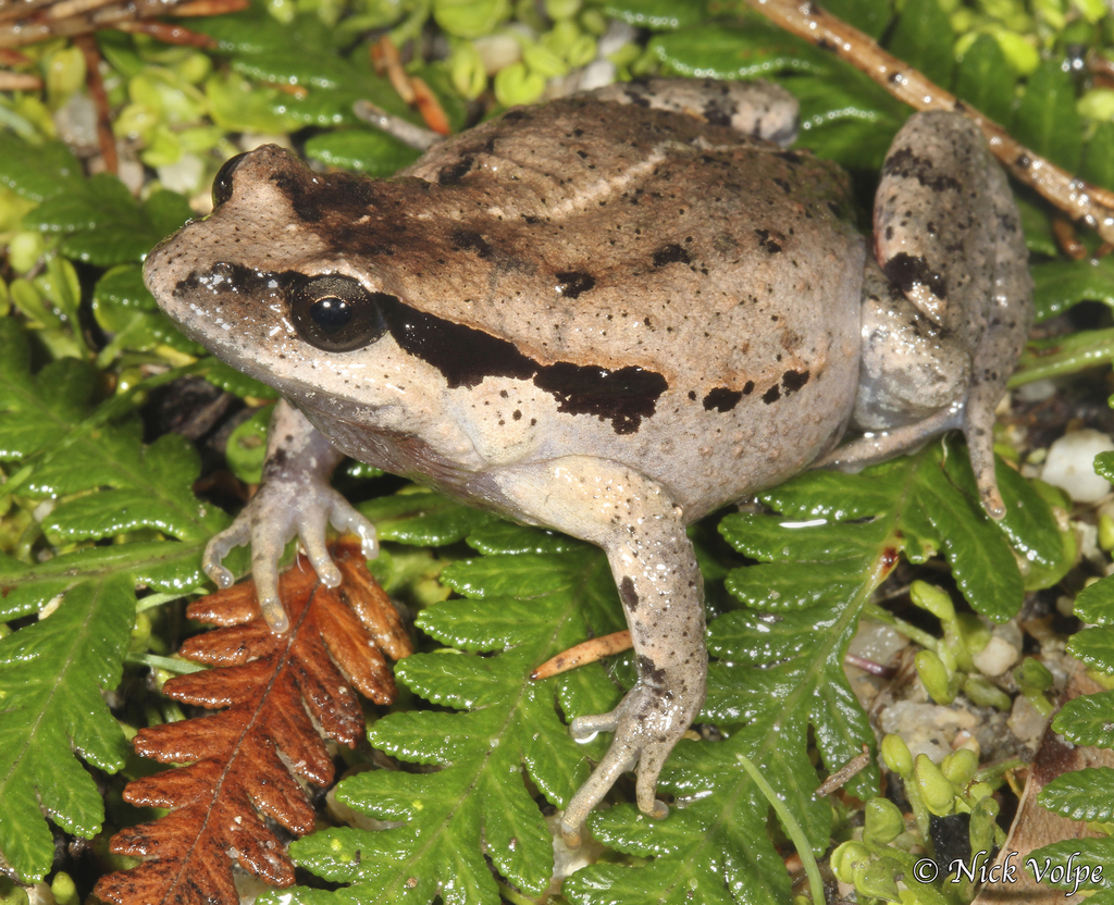 Haswell's Froglet