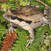Haswell's Froglet - Photo (c) Nick Volpe, some rights reserved (CC BY-NC), uploaded by Nick Volpe