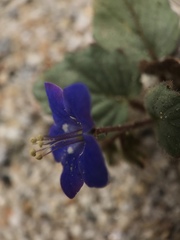 Phacelia campanularia campanularia