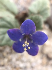 Phacelia campanularia campanularia