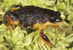 Southern Toadlet photo 4