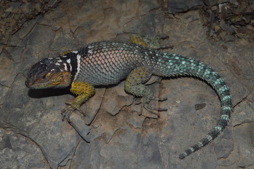 Blue Spiny Lizard