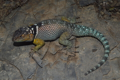 Blue Spiny Lizard photo 3
