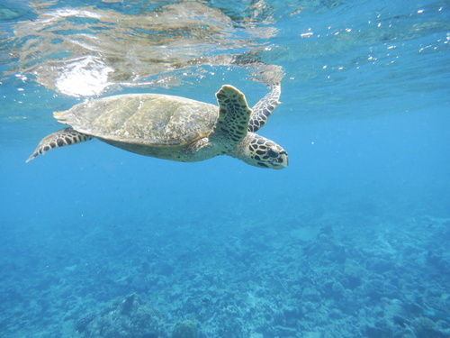 Hawksbill Sea Turtle — seen at this dive site