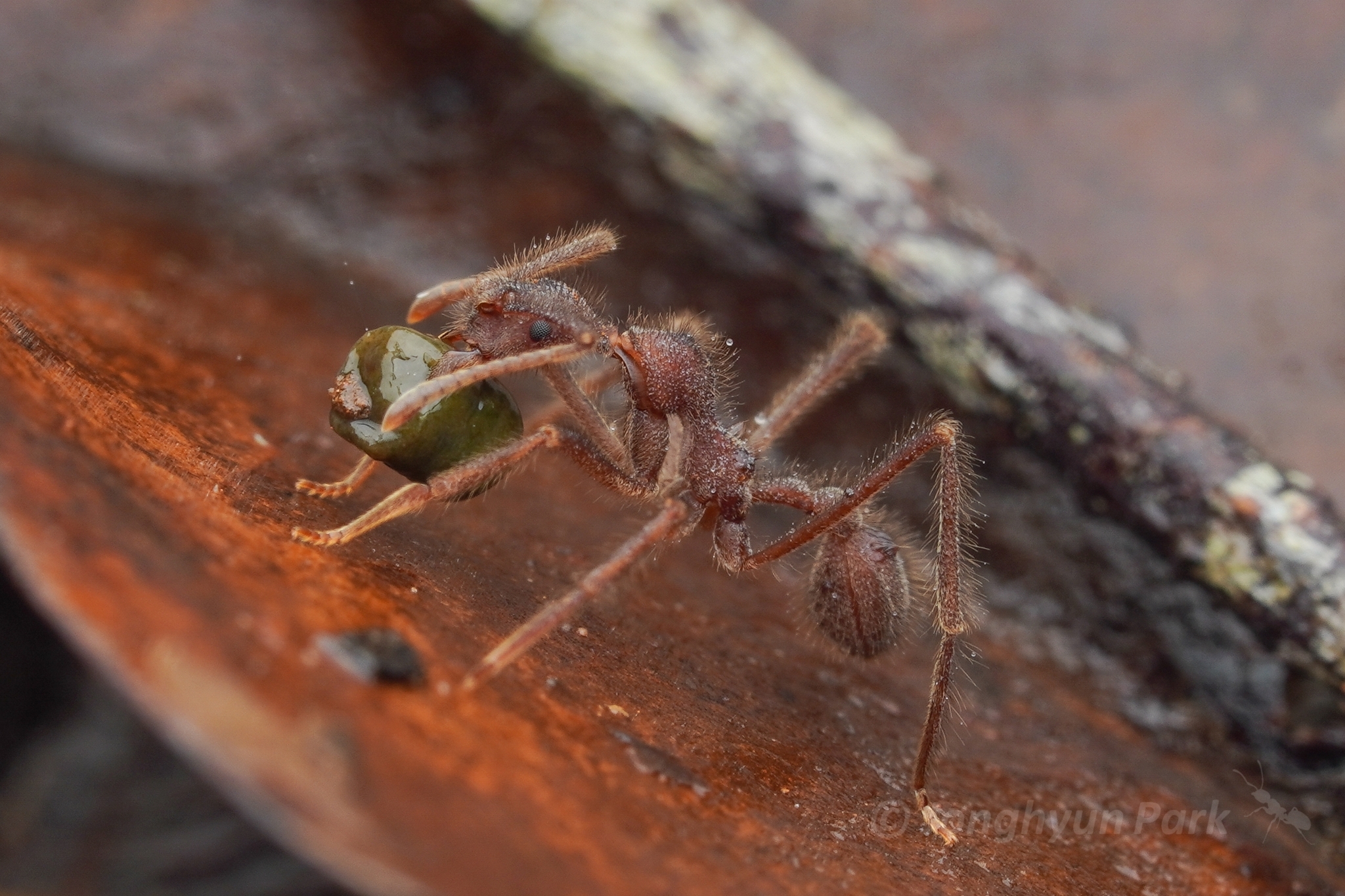 Apterostigma urichii