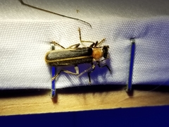 Podabrus flavicollis