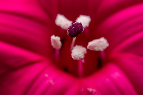 Ipomoea horsfalliae