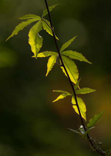 Ipomoea horsfalliae