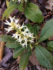 Pachysandra