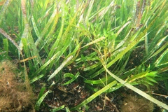 Posidonia