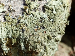Xanthoparmelia plittii