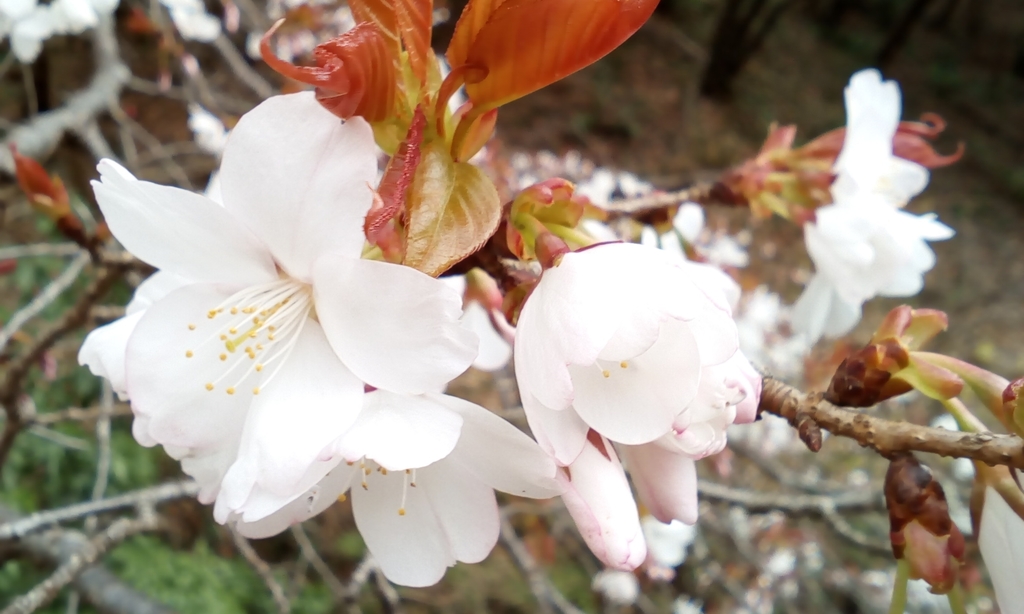Anh đào núi – Prunus jamasakura