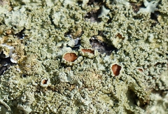 Xanthoparmelia plittii