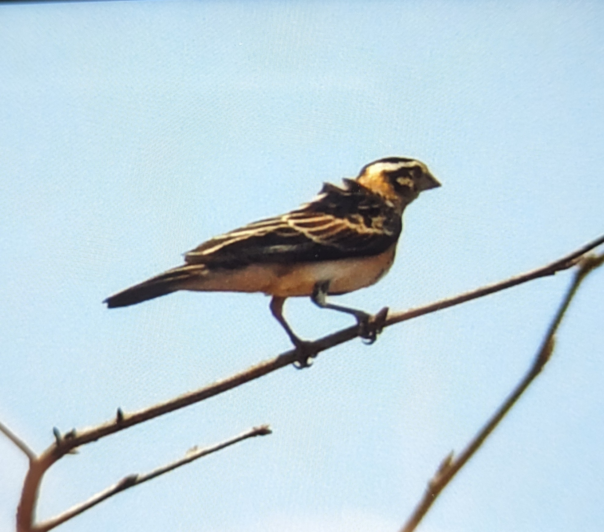 Long-tailed Paradise Whydah