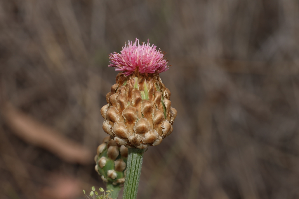 Austral Cornflower
