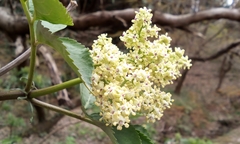 Sambucus sieboldiana