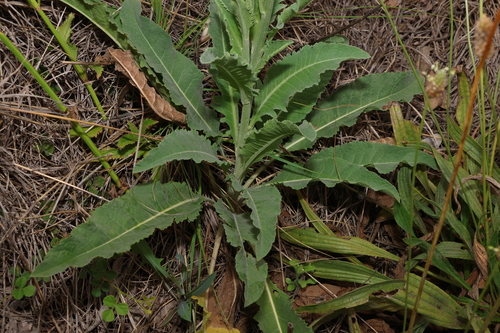 Image of Rhaponticum australe by (c) Greg Tasney, some rights reserved (CC BY-SA)