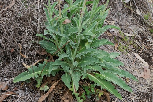 Image of Rhaponticum australe by (c) Greg Tasney, some rights reserved (CC BY-SA)