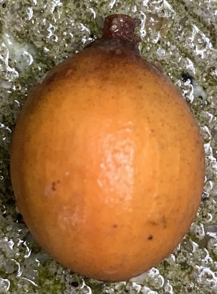 Aglaia korthalsii