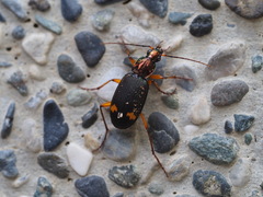 Chlaenius bioculatus