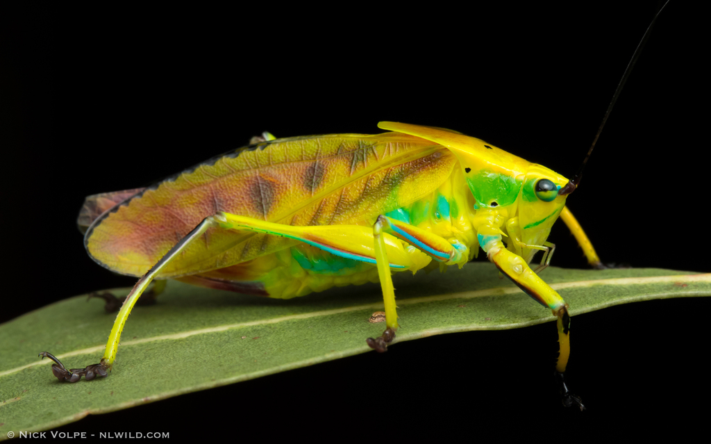 Black-footed Gondwanan Katydid