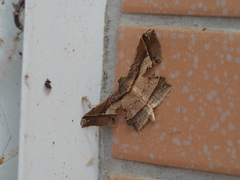 Krananda latimarginaria