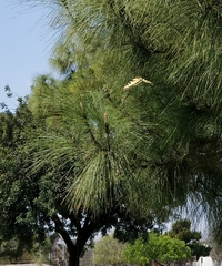 Papilio rutulus