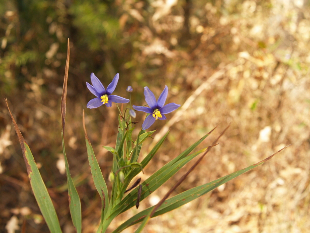 nodding blue lily from Batemans Bay NSW 2536, Australia on November 22