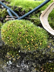 Grimmia pulvinata