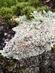 Protoparmeliopsis muralis