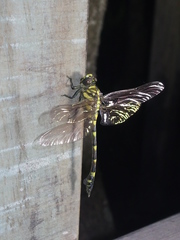 Ictinogomphus pertinax