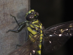 Ictinogomphus pertinax