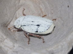 Cyphochilus apicalis