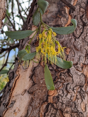 Image of Amyema lucasii by (c) Michael Somerville, some rights reserved (CC BY-SA)