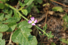 Raphanus sativus raphanistroides