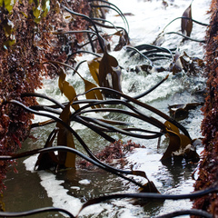 Laminaria setchellii