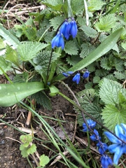 Scilla siberica