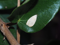 Scythropiodes